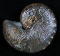 Inch Jeletzkytes Brevis Ammonite Fossil #2056-1